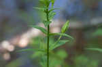 Allegheny monkeyflower